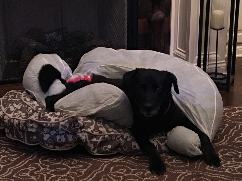 appliance repair bexley